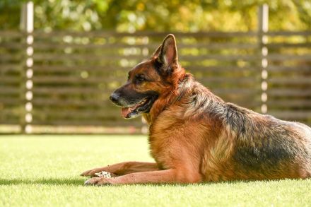 逃げ出したシェパードが散歩中の女性と犬を噛む…女性は命に別状なし　警察がシェパードを確保　