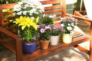 小さなガーデニング空間は「寄せ鉢」で華やかに。寄せ鉢ミニガーデンの魅力やおすすめの花を紹介します！
