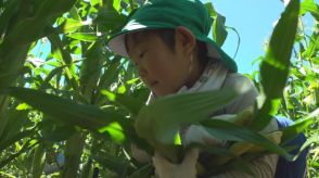 特産のトウモロコシ「甘々娘」のベビーコーン　園児が2000個収穫