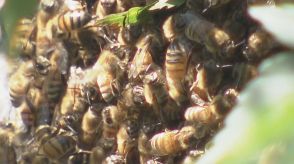 ミツバチの大群がエステサロンに出現　窓の外を勢いよく飛び回って…　約3時間後に新たな巣を探して飛び去る