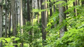 「森林環境税」6月から1人年額1000円徴収　森林整備目的の交付金4割使われず…「無駄増やしてほしくない」厳しい意見も