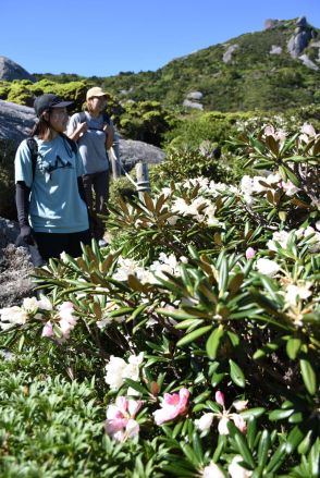 “高嶺の華”に登山客も癒やされる…標高1680mに咲くシャクナゲ、屋久島彩る