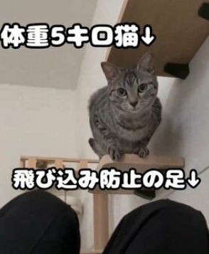 飛び込みたい猫vs飼い主　予想の斜め上を行くオチに「飛び込んでは…ないw」「まさかのワンクッション」