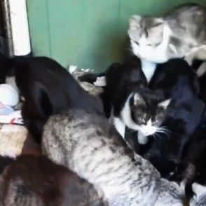 飼い主が亡くなり、30匹以上の猫が部屋に置き去り…ボランティア「猫の亡骸…悲惨すぎて、言葉に出ない」