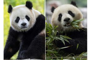 米ワシントンの動物園、中国が年内にパンダ２頭貸与へ　首都名物復活