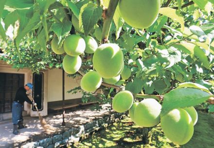 鈴なり青梅、鮮やか　富山・内山邸