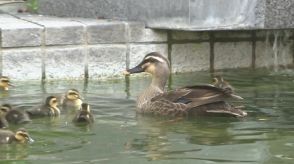 池の塀からダイブ!　カルガモの親子が泳ぎの練習　赤ちゃんが襲われそうになるハプニングも!?　病院の中庭で誕生