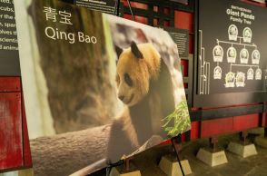 中国、米にパンダ2頭貸与へ　昨年返還のスミソニアン動物園に