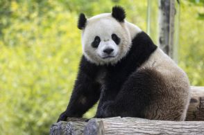 米首都の動物園にパンダ再び　年内に貸与へ、中国側と思惑一致