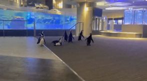 能登半島地震で被災したペンギンたち、東京で元気です！　日課の「お散歩」動画、すみだ水族館が投稿→「胸がいっぱい」と大反響