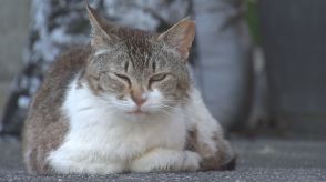 避妊去勢、猫にとって幸せは…　野良猫の過剰繁殖を防ぐ「保護団体」の活動に密着