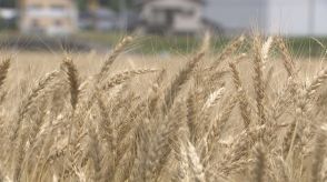 香川県のオリジナル小麦「さぬきの夢」収穫が最盛期に　収穫量は平年並みの見込み