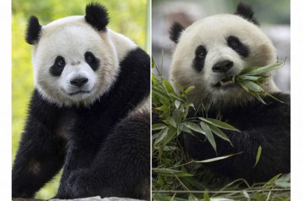 米中「パンダ外交」復活の兆し　ワシントンの動物園に年内2頭貸与へ