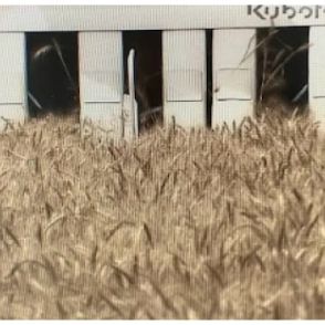 うどん県のオリジナル小麦品種「さぬきの夢」収穫作業最盛期　平年並みの収量見込む【香川】