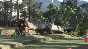 ポプラの大木倒れ女子児童がけが　市有施設の全ての樹木の緊急点検実施へ　指定管理者が3月下旬までには倒れた木が傾いているのを確認　管理の問題点も調査