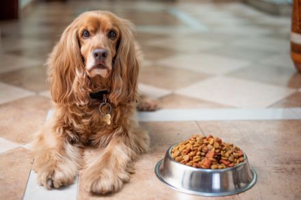 犬が一番嫌いな食べ物ランキング、3位キュウリ/トマト、2位キャベツ、1位は？