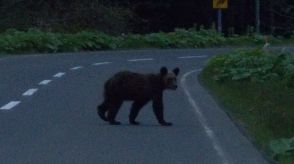 【ヒグマ出没】親子グマか 2頭道路沿い1時間うろつく…パトカーで追跡 1頭を警察官が撮影 付近で5月13件の目撃情報―同一個体かは不明 北海道根室市