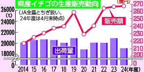 栃木県産イチゴ、連続日本一へ　販売額過去最高見込み　2024年産ＪＡ速報値