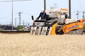 地ビールおいしく飲んで　富山県黒部市でビール用大麦収穫