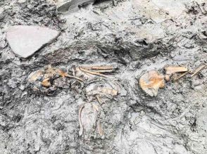 熊本市の黒橋貝塚から縄文後期の人骨出土　膝を曲げた状態　「縄文人のルーツ探る貴重な資料」