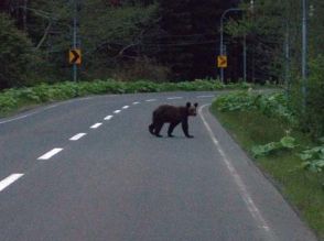 根室でクマ目撃相次ぐ