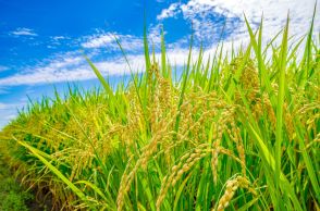 政府「食料・農業・農村白書」閣議決定　資材の価格高騰・気候変動による生産の不安定化受け食料安全保障を強化へ　