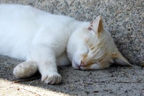 大事なペットが突然体調を崩して…緊急受診は症状次第では時間調整が必要【ワンニャンのSOS】