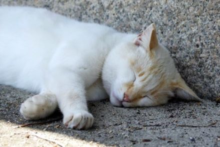 大事なペットが突然体調を崩して…緊急受診は症状次第では時間調整が必要【ワンニャンのSOS】