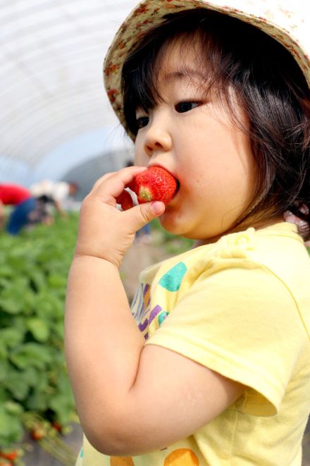 甘みと酸味のバランスが絶妙な新鮮イチゴ！「摘む食べる」で充実の一日を…比布町・あの街行く北海道