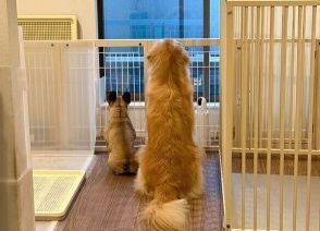 仲良く並んで窓の外を眺める2頭の犬　「切なかわいい後ろ姿」から読み取れる心理は｜獣医師解説