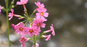 初夏を彩るクリンソウ　宍粟市の湿原で40万株が開花／兵庫県