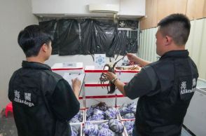 マカオ税関が中国ボーダー付近の工業ビルに開設された運び屋向け密輸品供給店摘発…活ロブスター約270キロ押収