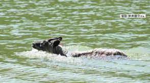 「バシャンって音がして大きい犬が泳いでるのかと思ったら」動物カメラマンもビックリ　角が生えているその主は…滅多に見られない松本市内の池を器用に泳ぐカモシカだった