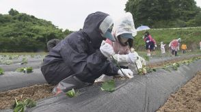 「サツマイモいっぱいのカレーを…」調理師免許の取得など目指す高校生、苗植え体験　福島