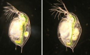 競争に負けるミジンコは休眠卵で生き残る 9年の観測から明らかに 東北大など