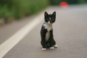 高速道路に迷い込んだ子猫　警察官が駆け付けるとトラック運転手が機転　奇跡の救出劇に感謝の声【米】