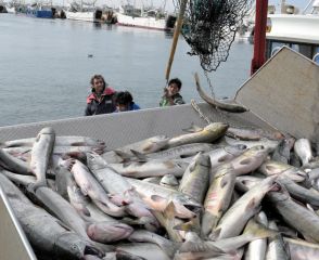減少止まらない漁獲量、過去最低を更新　サケなど３魚種で深刻な不漁