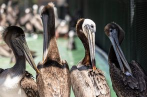 「保護の成功例」カッショクペリカンが謎の大量餓死、餌はあるのになぜ、米西海岸