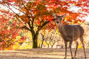 【地元在住の40～50代に聞いた】一度は訪れてほしいと思う「奈良県のお寺」ランキング！　2位は「法隆寺」、1位は？