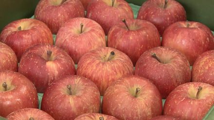 「今より下がることはない」果物の定番“リンゴ”が3割高…今後さらに上がる可能性も　2023年の猛暑で不作に