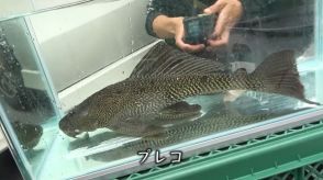 沖縄の川で異常繁殖した外来種の捕獲作戦を決行　大量の外来種と意外な魚の存在に「大きさにびっくり」「日本は大丈夫か!?」と150万再生