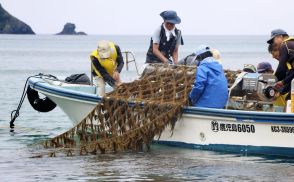 奄美大島で養殖モズク収穫　2年ぶり、4トン計画