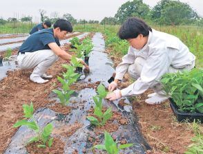 中山間地の持続可能な農業探る　富山・中央農業高生、トウガラシ植える