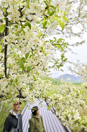 湿原染める純白の花　栃木・奥日光でズミが満開