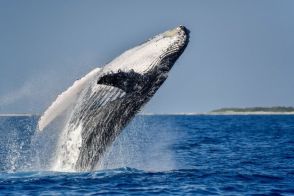 水産庁が新たに4種類目ナガスクジラを商業捕鯨の対象に 今後若年層がクジラ肉を食べるようになるのか 最新事情