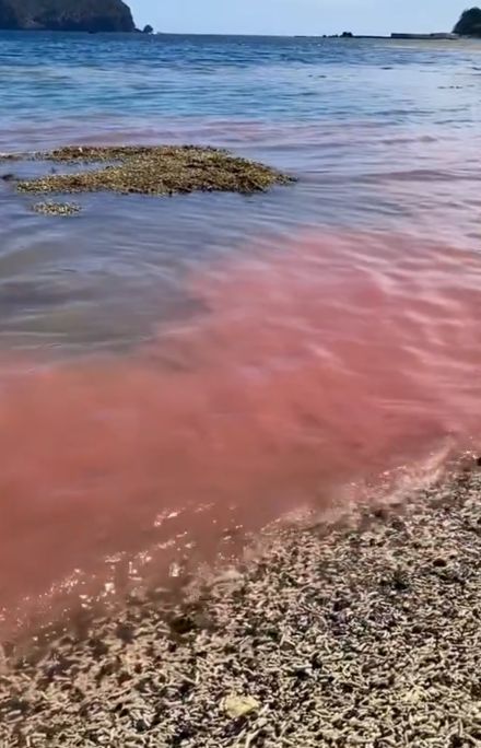 【不思議！】ピンク色に染まった小笠原諸島の海岸。その正体は南国特有の海洋生物の卵だった