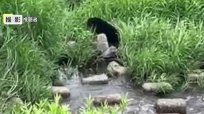 河川敷に現れたクマを観光客が撮影　「下流での目撃はことし初」米沢市中心部でクマの目撃相次ぐ【山形発】