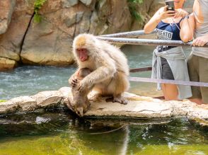 【長野グルメ旅】世界唯一の“温泉に浸かるサル”に出会いたい！ 地獄谷野猿公苑と渋温泉郷で楽しむレトロ喫茶のクリームソーダの魅力とは