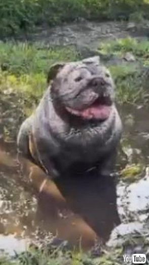 飼い主「え、本気??」　泥水の中で遊ぶワンコ、絶望の飼い主をよそに満面の笑み「陽気だね！」「お風呂の時間だ」【米】