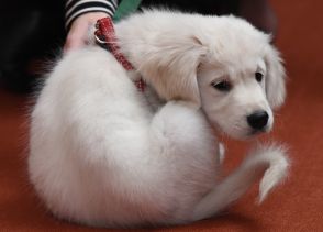 子犬と触れ合うヨガ、禁止検討 オランダ農相